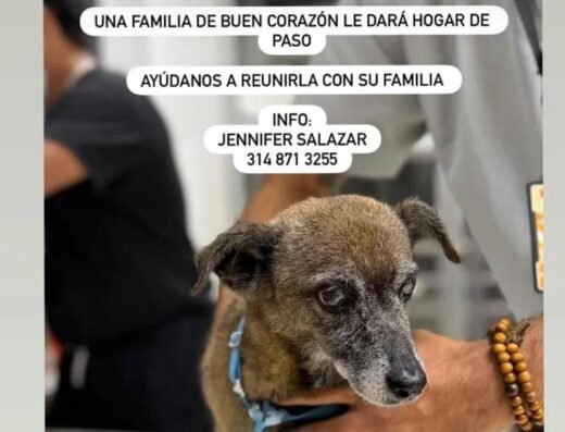 Perro encontrado · Dosquebradas