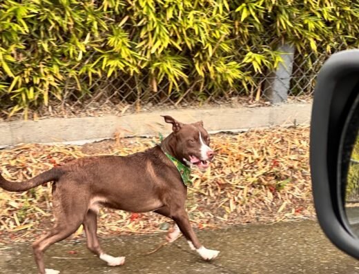 Perro encontrado · Manizales