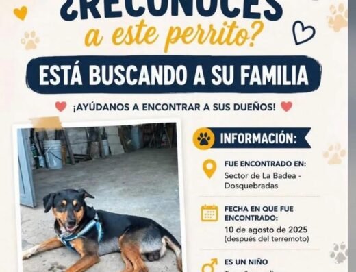 Perro encontrado · Mediano