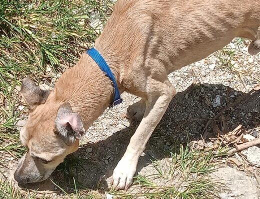 Perro encontrado · Mestizo tamaño mediano