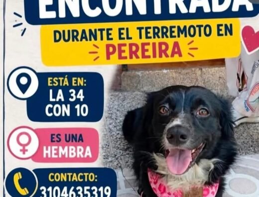 Perro encontrado · Negra con pecho blanco