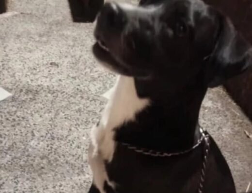 Perro encontrado · Negro con pecho blanco