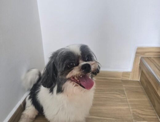 Perro encontrado · pequines/shih tzu