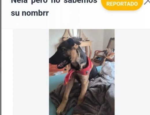 Perro encontrado · Pereira