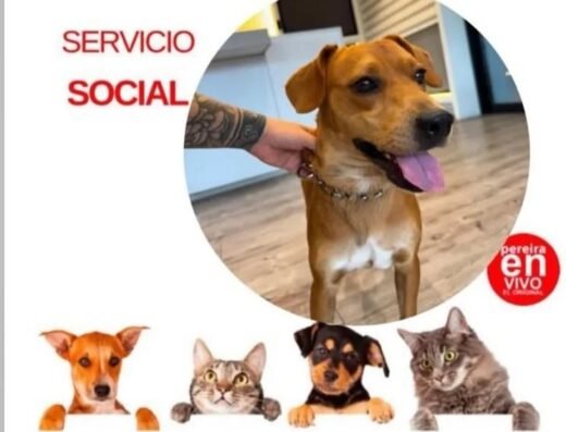Perro encontrado · Pereira