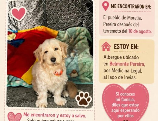 Perro encontrado · Pereira