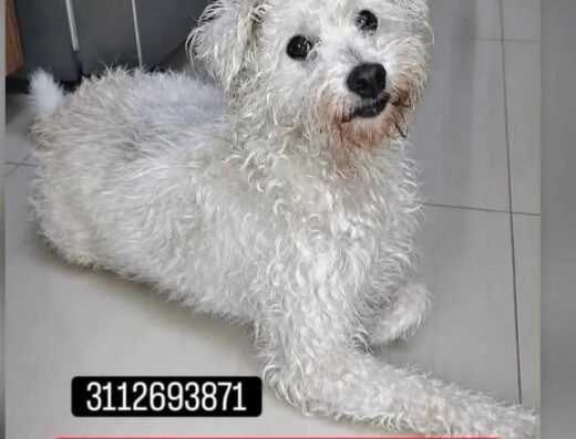 Perro encontrado · Pereira