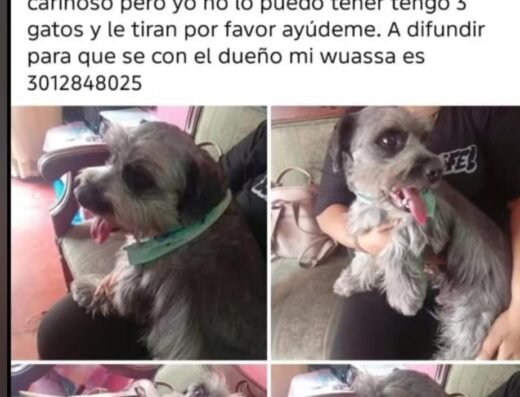 Perro encontrado · Pereira