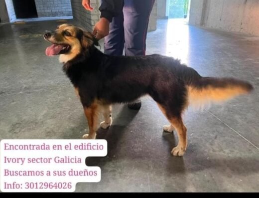 Perro encontrado · Pereira