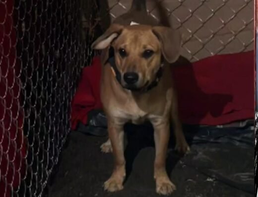 Perro encontrado · Pereira