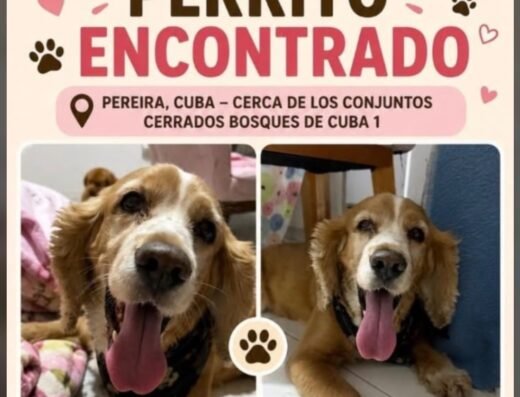 Perro encontrado · Pereira