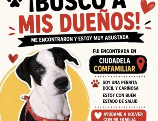 Perro encontrado · Pereira