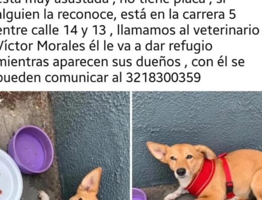Perro encontrado · Pereira