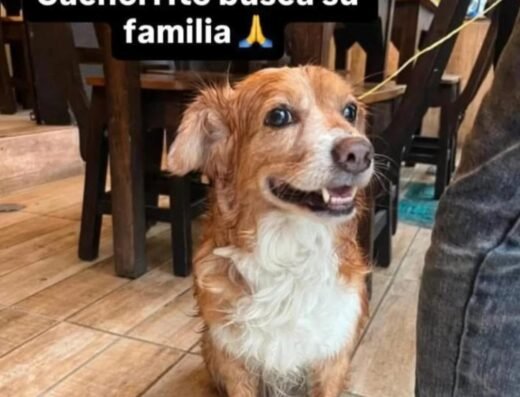 Perro encontrado · Pereira