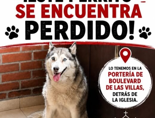 Perro encontrado · Pereira