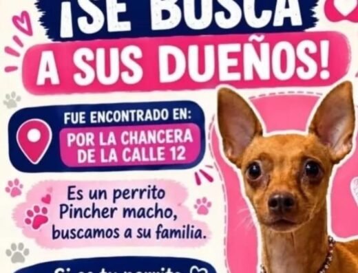 Perro encontrado · Pincher