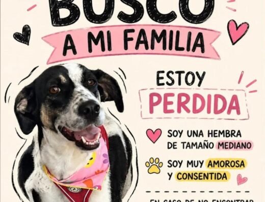 Perro encontrado · Tamaño mediano