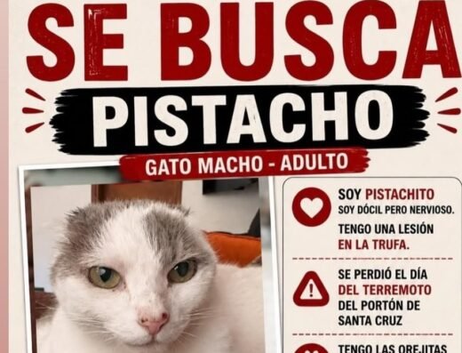 Pistacho · Blanco y gris, orejas cortadas