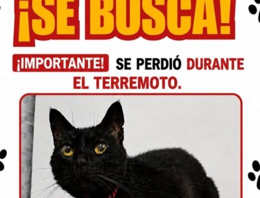 Rocky · Color negro con collar rojo