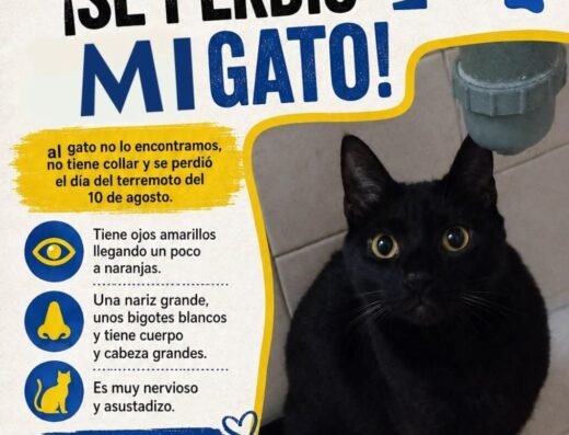 Vladimir · Negro, ojos amarillos