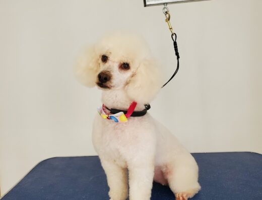 Romeo & Paw Peluqueria Canina
