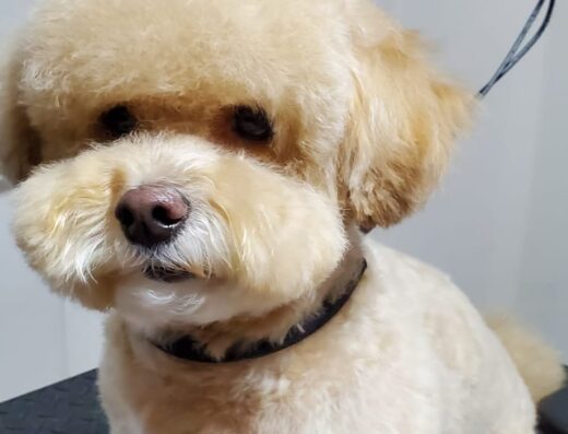 Romeo & Paw Peluqueria Canina
