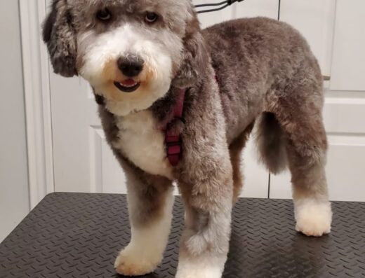 Romeo & Paw Peluqueria Canina