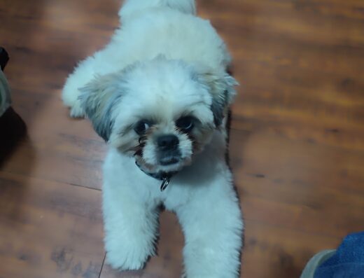 Running Paws