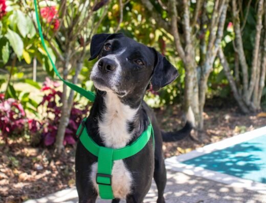 Marimba