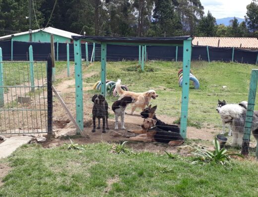 Safari Campamento de Mascotas