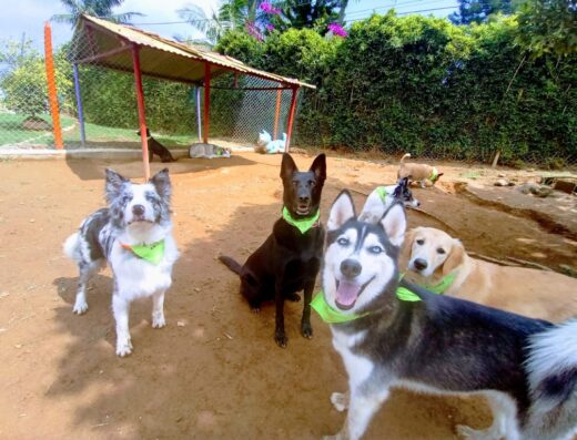 Sanipets Clínica Veterinaria