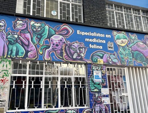 Sólo Gatos – Centro Clínico Felino, Especialistas en Gatos