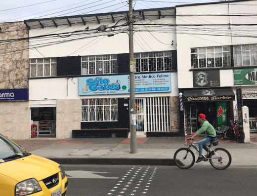 Sólo Gatos – Centro Clínico Felino, Especialistas en Gatos
