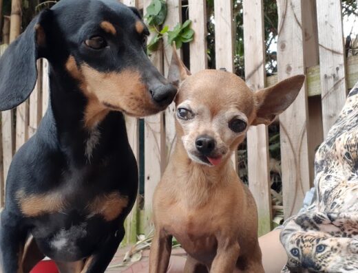 Sun Pets Guardería