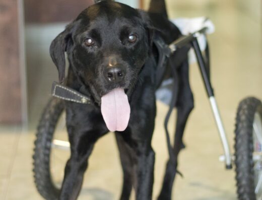 Urgencias Veterinarias 24 Horas