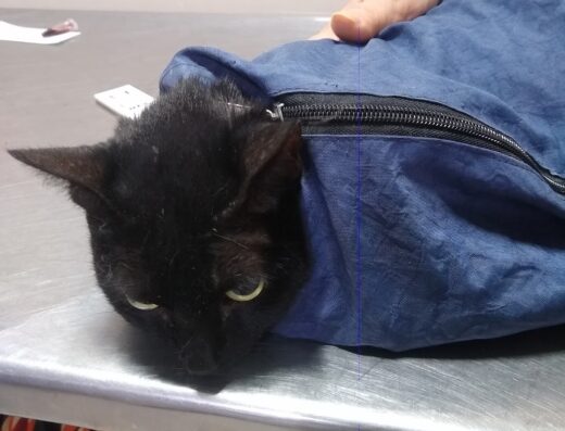 Veterinaria Salvando Vidas