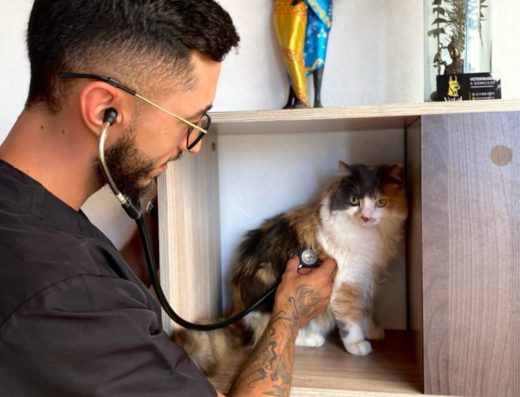 Veterinaria Vetal