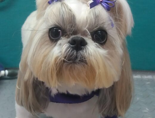 VIDAVET Centro veterinario