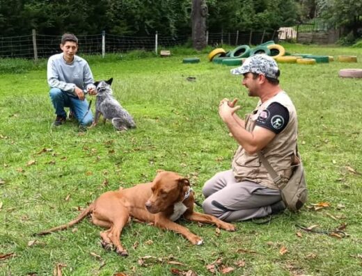 Working Dogs Colombia SAS/ Adiestramiento para Perros en Cundinamarca