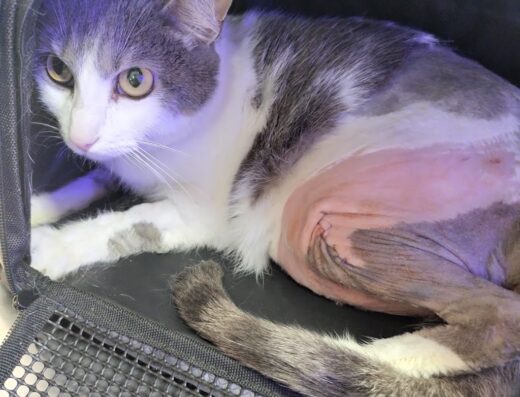 WORLD PET’S – Clínica Veterinaria (24 horas)