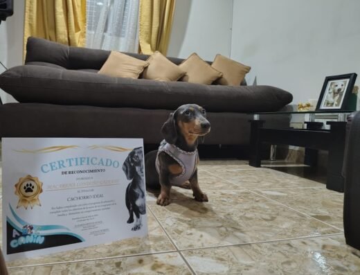 Abc canin academy