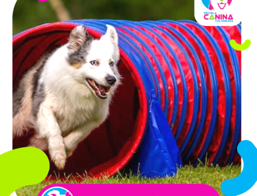Adiestramiento canino | Escuela Canina Colombiana