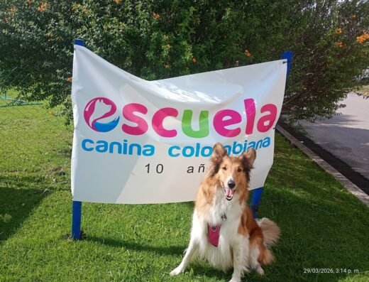 Adiestramiento canino | Escuela Canina Colombiana| Sede Norte
