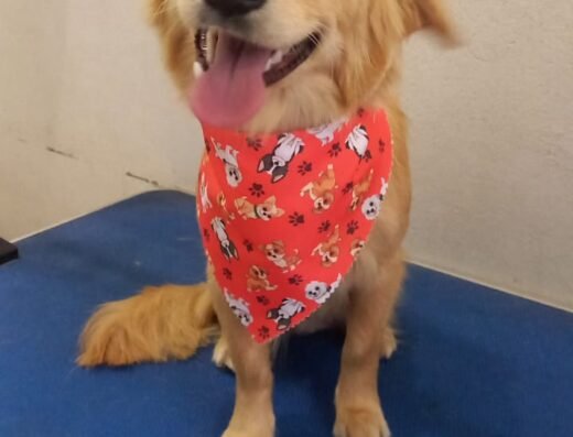Adiestramiento canino | Escuela Canina Colombiana| Sede Norte