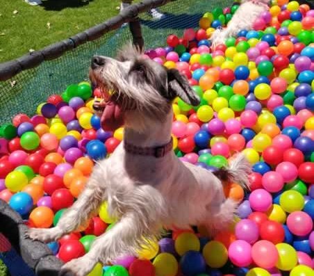Adiestramiento Canino – Hotel y guardería – kanes Club