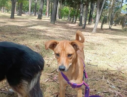 Adiestramiento/ Guardería canina/ paseos ( dejando huella DX)