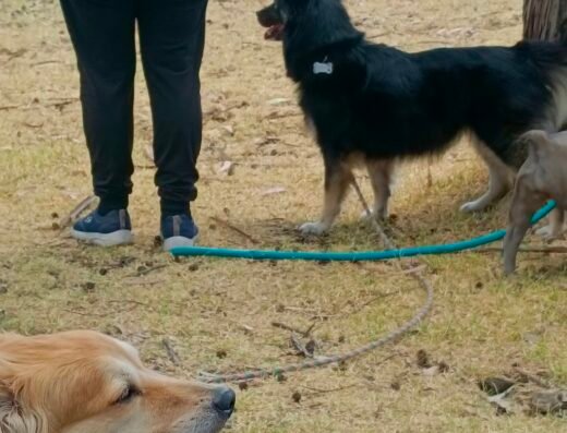 Adiestramiento/ Guardería canina/ paseos ( dejando huella DX)