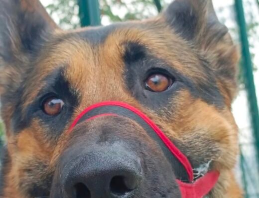 Adiestramiento/ Guardería canina/ paseos ( dejando huella DX)