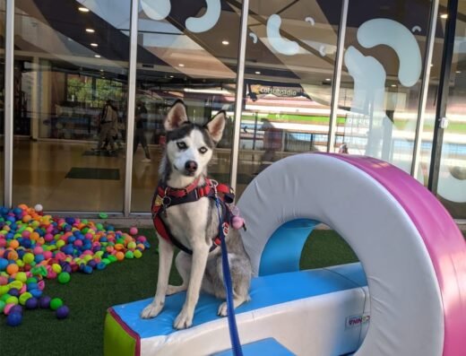 Adiestramiento para perros | Colegio canino | Escuela Canina Colombiana
