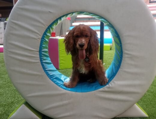 Adiestramiento para perros | Colegio canino | Escuela Canina Colombiana